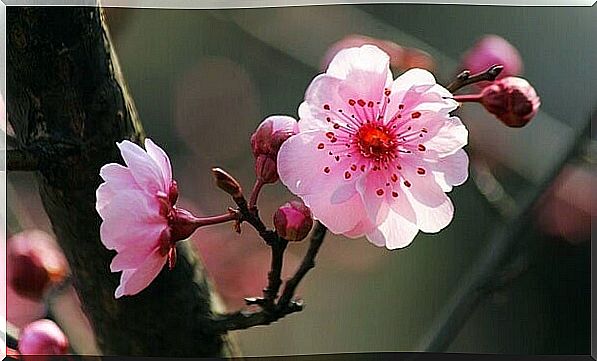 Cherry Blossom