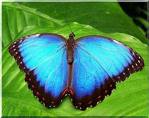 Blue butterfly