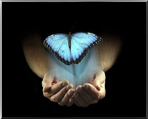 blue butterfly