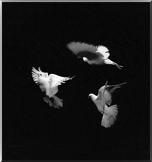 White doves fly through the air