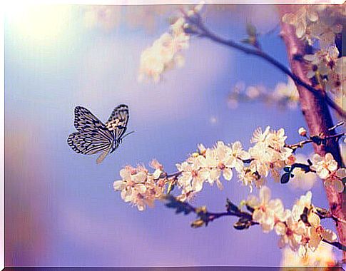 butterfly-and-flowers