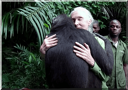 Jane Goodall and how she became a world-renowned expert and activist