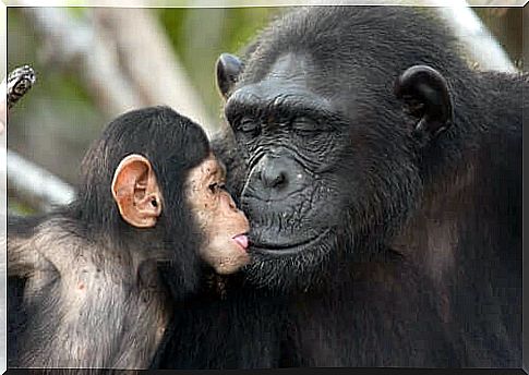 Jane Goodall - chimpanzee with baby