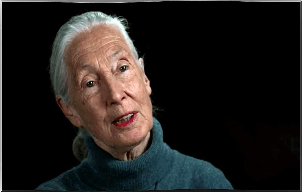 Jane Goodall - photo