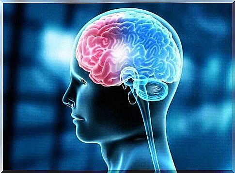 Schematic representation of the human brain