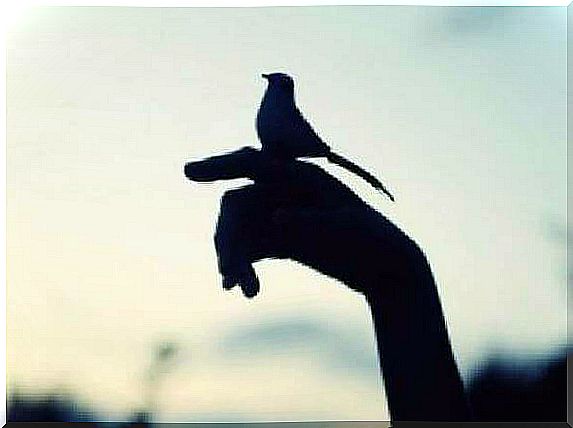 Swallow sits on a hand