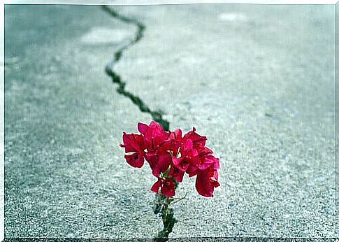 flower-on-the-street