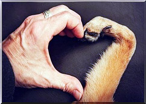 The human hand and dog paw form a heart symbolizing love for an animal