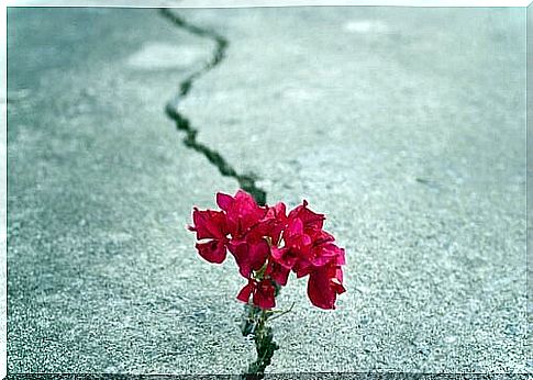 Flower sprouts from a crack in the asphalt